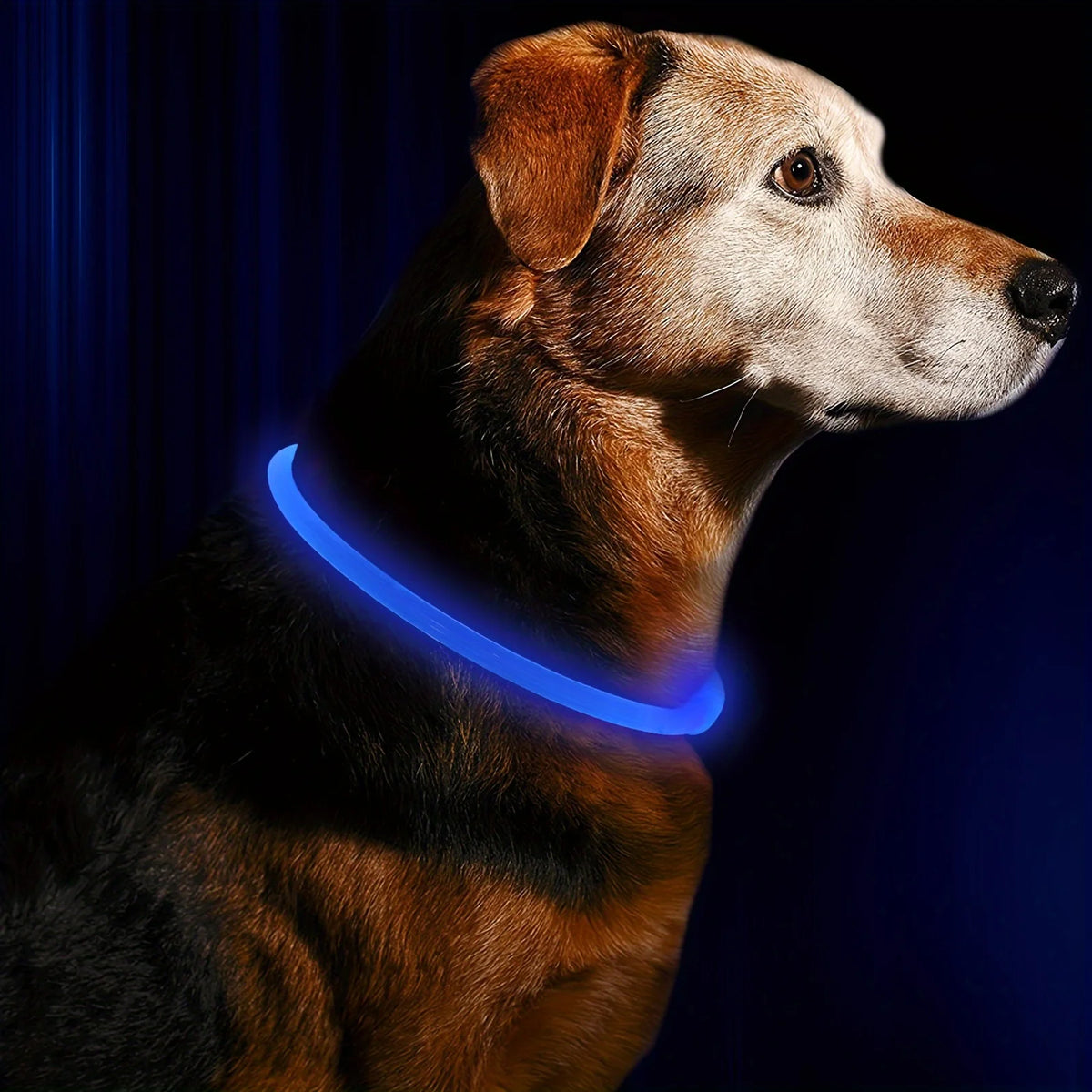 LED Light-Up Dog Collar — USB Rechargeable | Seen from 300m at Night