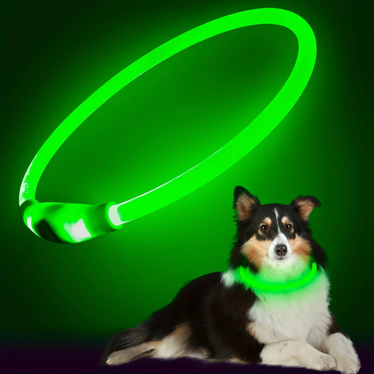 LED Light-Up Dog Collar — USB Rechargeable | Seen from 300m at Night