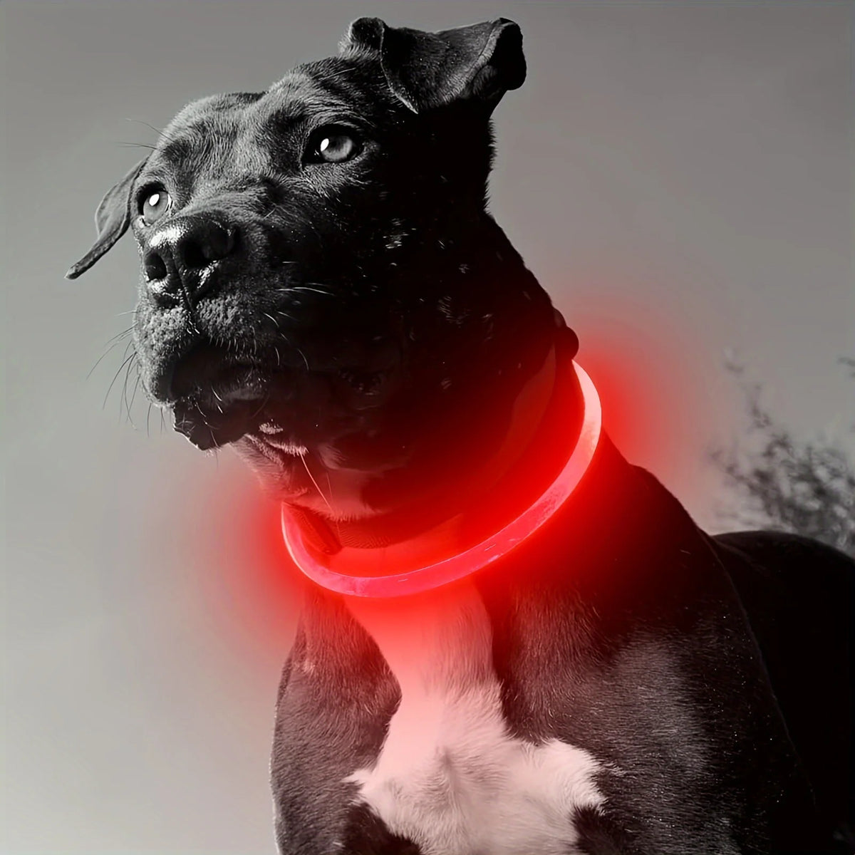 LED Light-Up Dog Collar — USB Rechargeable | Seen from 300m at Night